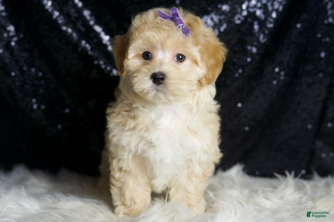 Maltipoo dogs for sale: Maltipoo 4 puppies - Image 5
