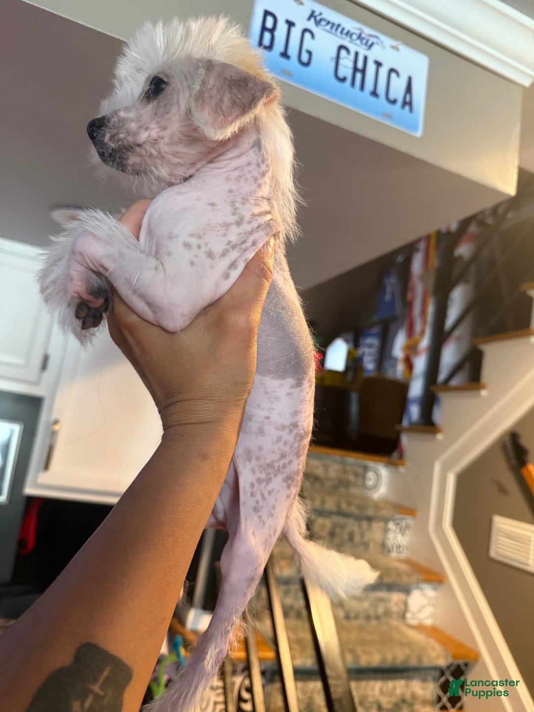 Chinese Crested dogs for sale: Joker - Image 1