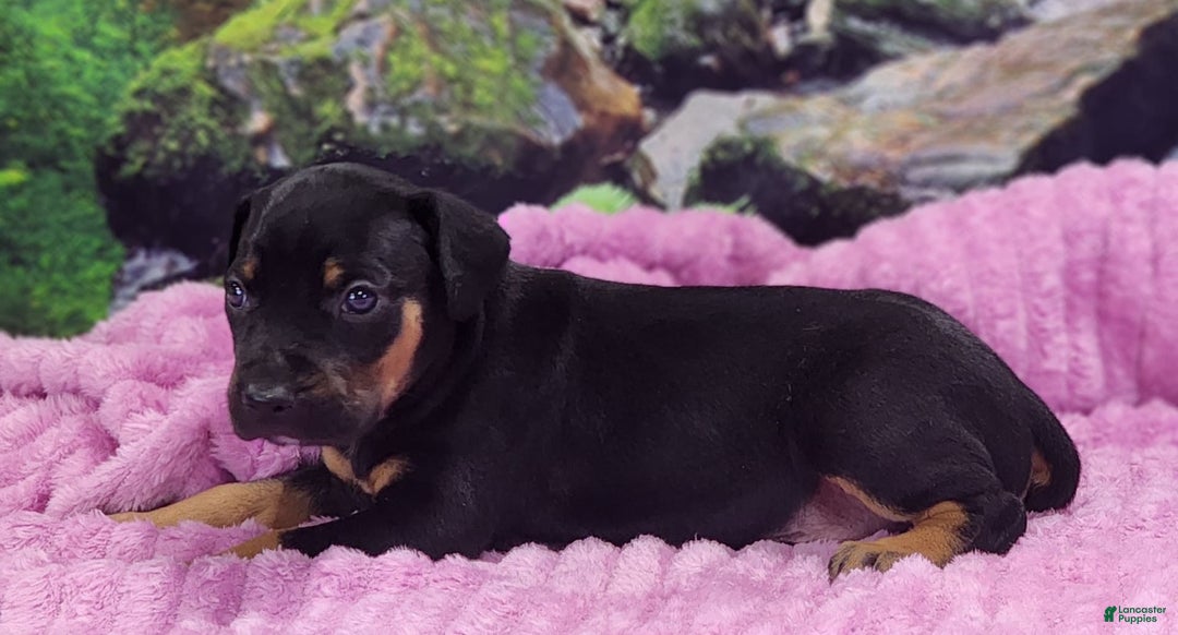 Catahoula Leopard Dog dogs for sale: Luna 2025 Female 4 - Image 5