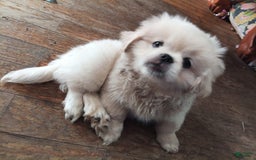 Pekingese dogs for sale: Aspen - Image 10