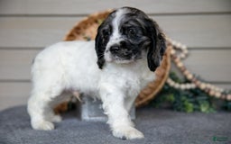 Cocker Spaniel dogs for sale: Jimbo - Image 4