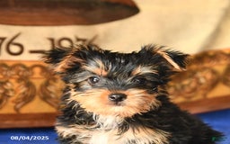 Yorkshire Terrier dogs for sale: Freddie - Image 2