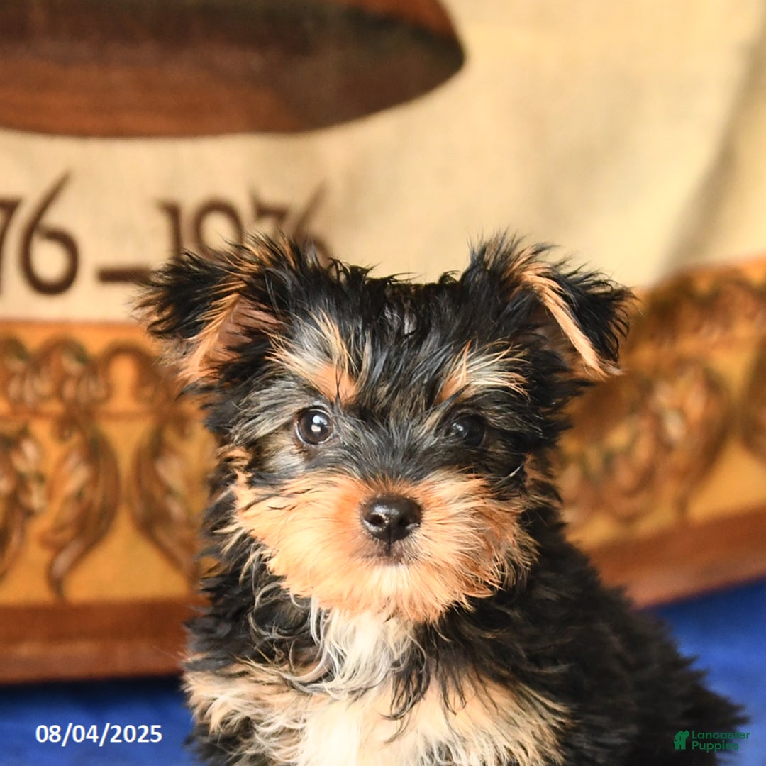 Yorkshire Terrier dogs for sale: Freddie - Image 2