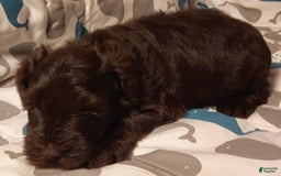 Miniature Schnauzer dogs for sale: Boy2 - Image 6