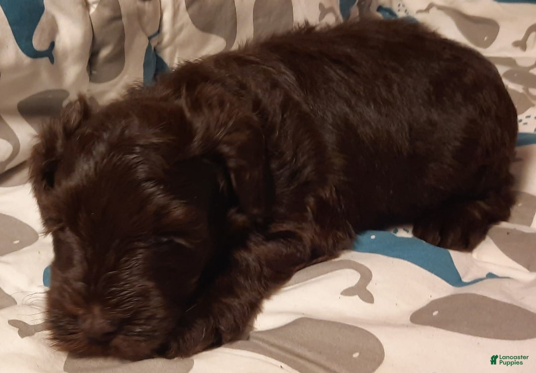 Miniature Schnauzer dogs for sale: Boy2 - Image 6