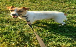 Jack Russell Terrier dogs for sale: Jimmy - Image 6