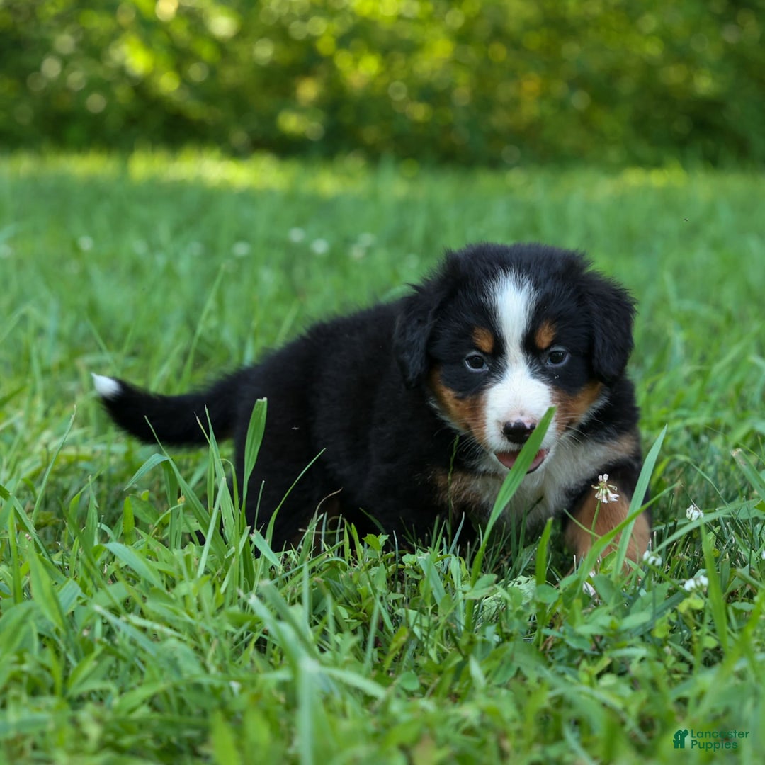 Bernese Mountain Dog dogs for sale: Sweetheart - Image 19