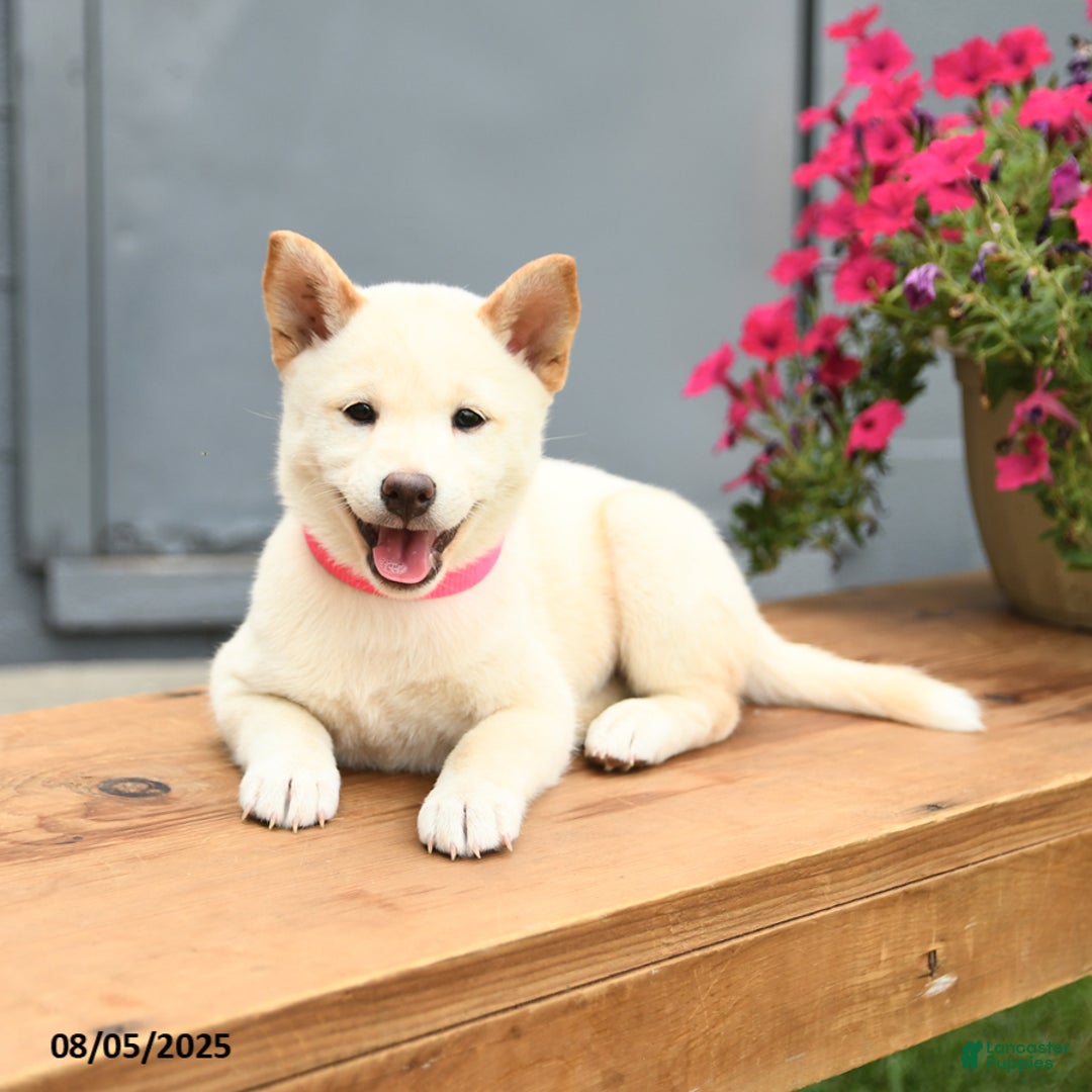 Shiba Inu dogs for sale: Rachel - Image 5