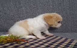 Cavachon dogs for sale: Jordan - Image 3