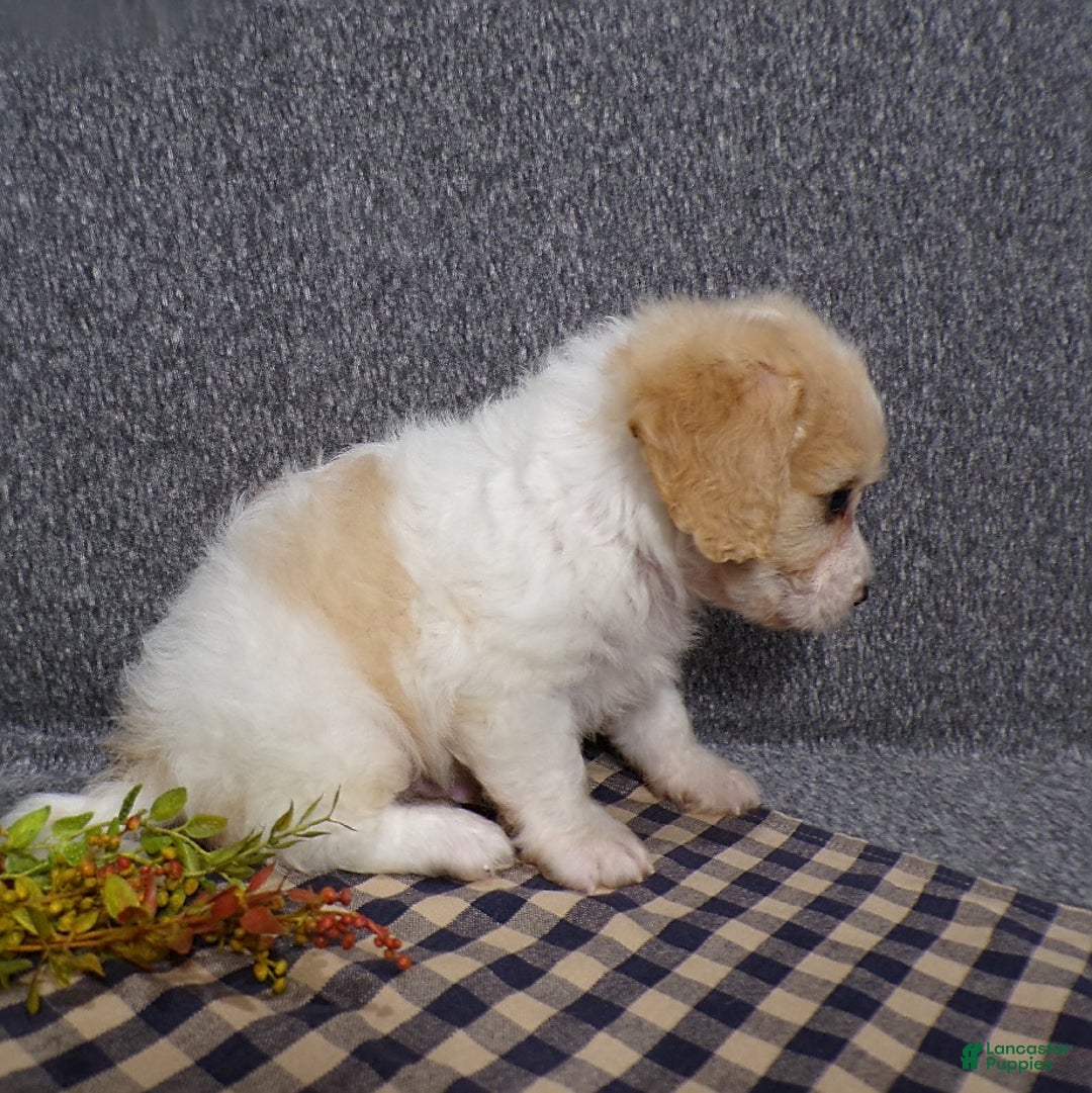 Cavachon dogs for sale: Jordan - Image 3