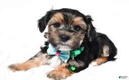 Morkie dogs for sale: Hickory - Image 7