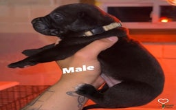 Presa Canario dogs for sale: Niko - Image 1
