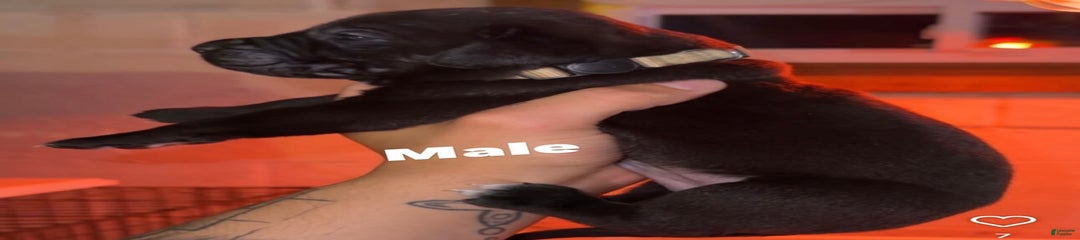 Niko