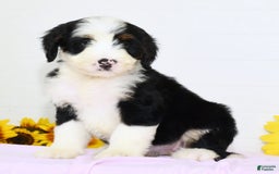 Mini Bernedoodle dogs for sale: Callie - Image 1