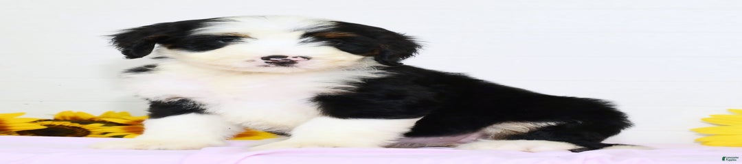 Callie