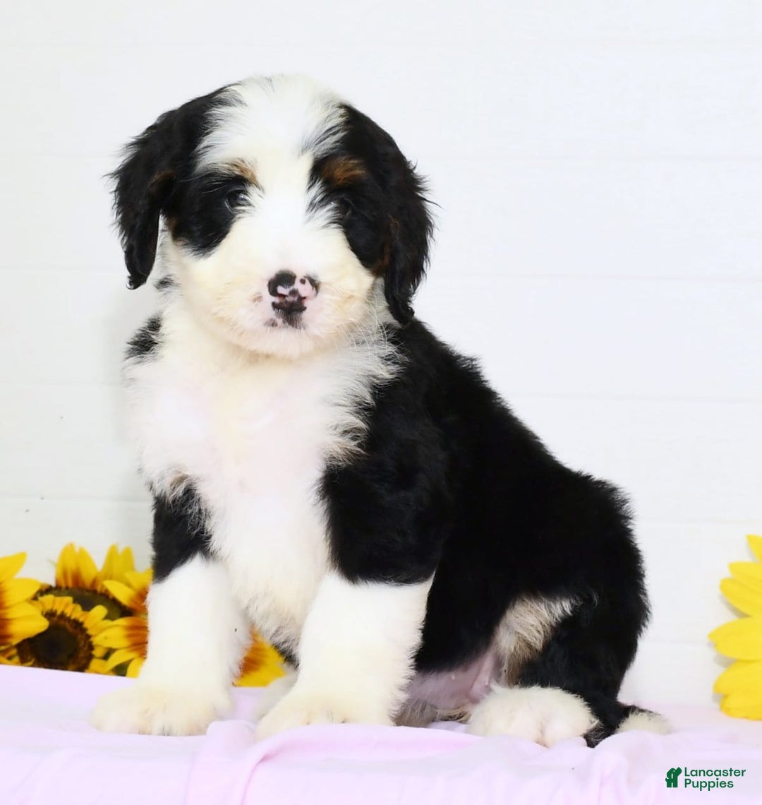 Mini Bernedoodle dogs for sale: Callie - Image 1