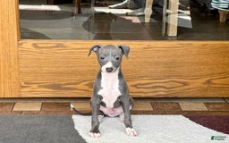 Italian Greyhound dogs for sale: Pj - Image 10