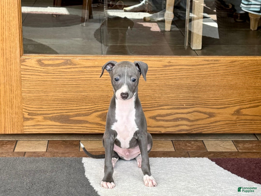 Italian Greyhound dogs for sale: Pj - Image 10