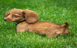 Miniature Dachshund dogs for sale: Crystal - Image 2