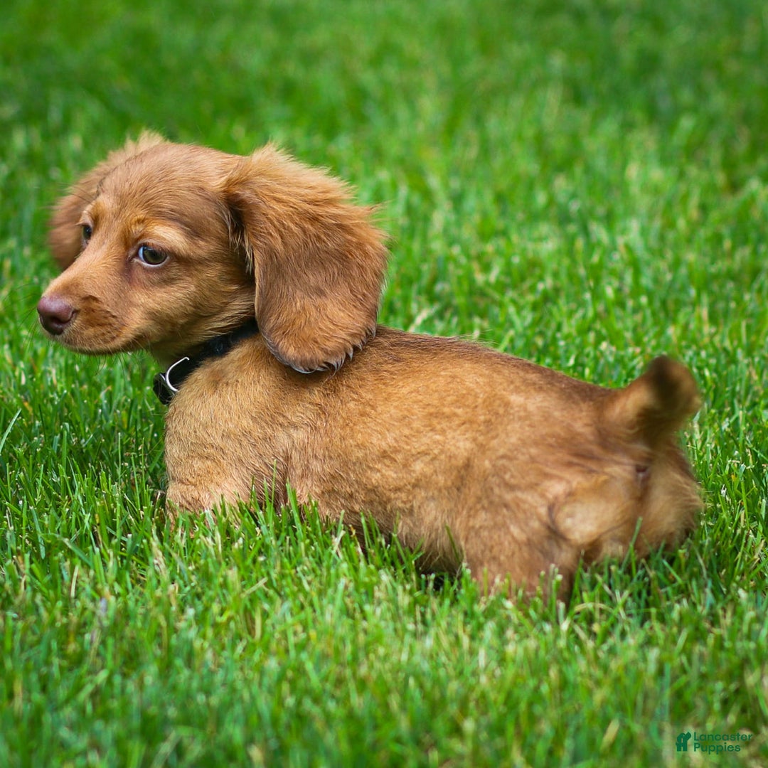 Miniature Dachshund dogs for sale: Crystal - Image 2