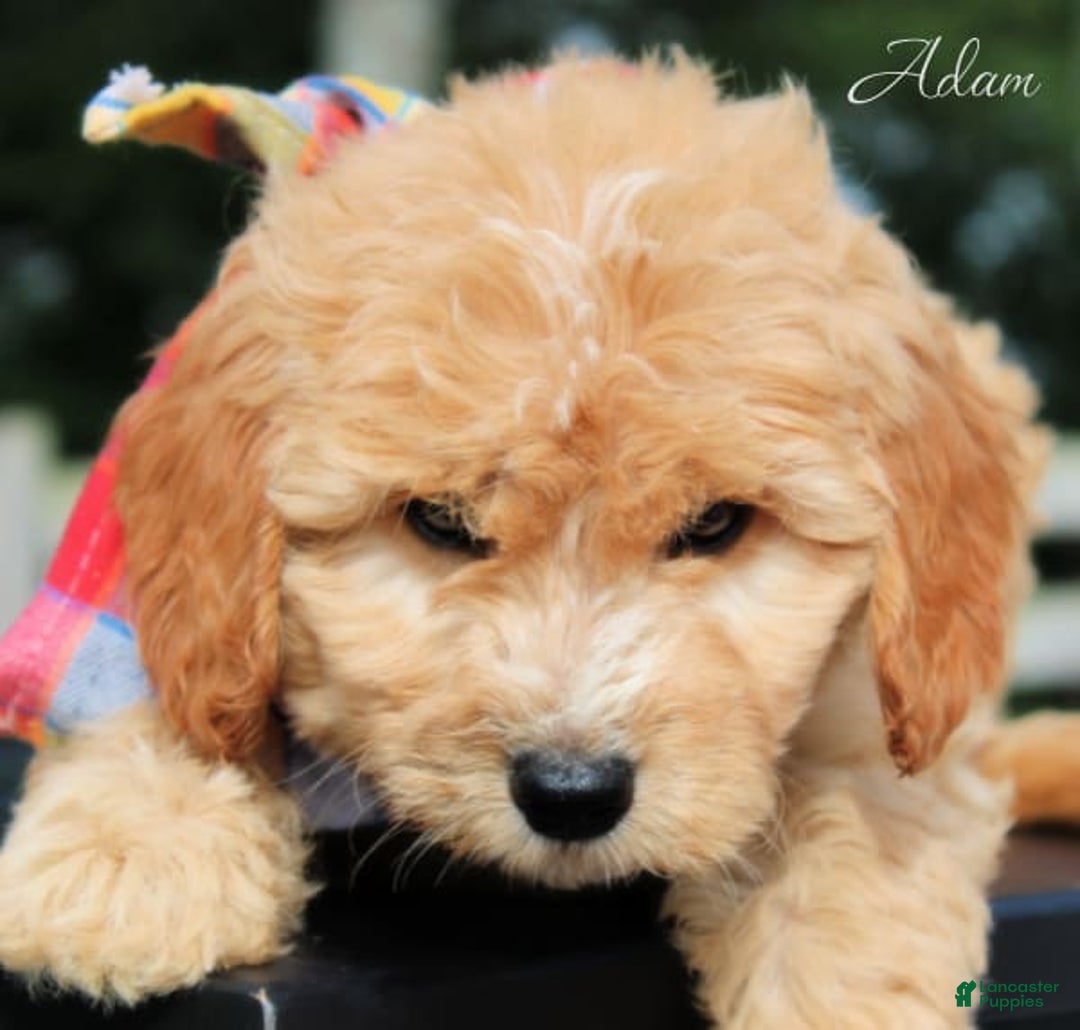 Goldendoodle dogs for sale: Adam - Image 2