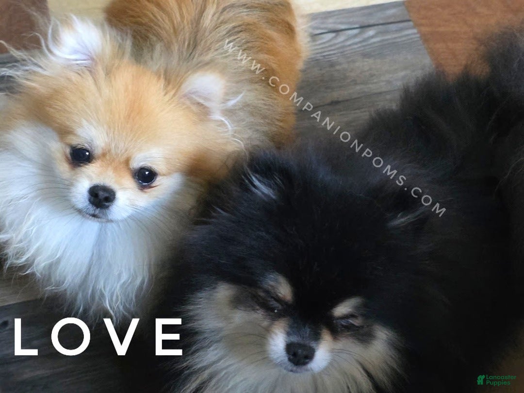 Pomeranian dogs for sale: Purse Pom - Love - Image 1