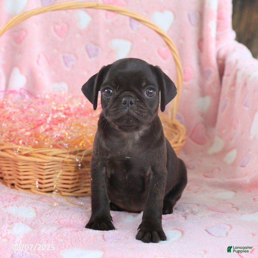 Pug dogs for sale: Ava - Image 1
