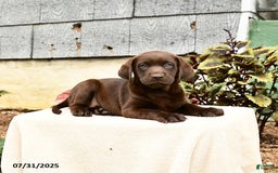 Labrador Retriever dogs for sale: Maple - Image 3