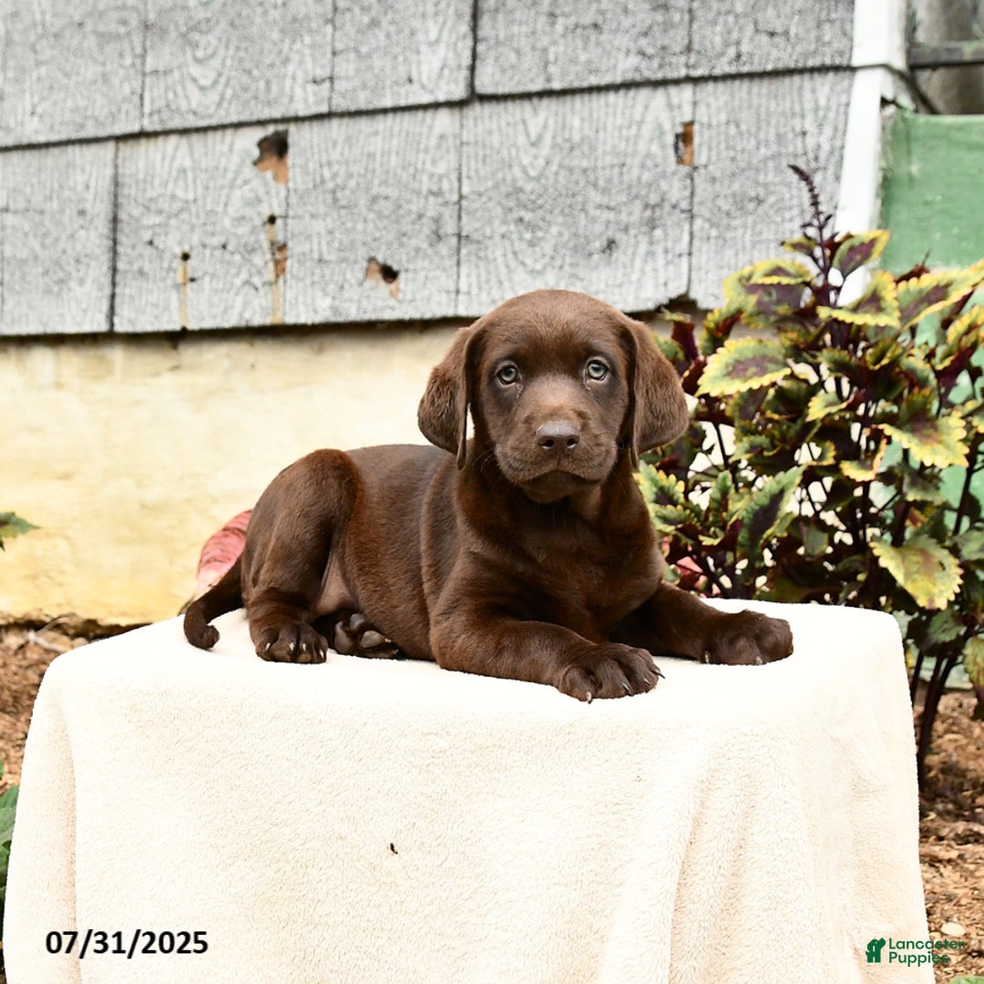 Labrador Retriever dogs for sale: Maple - Image 3