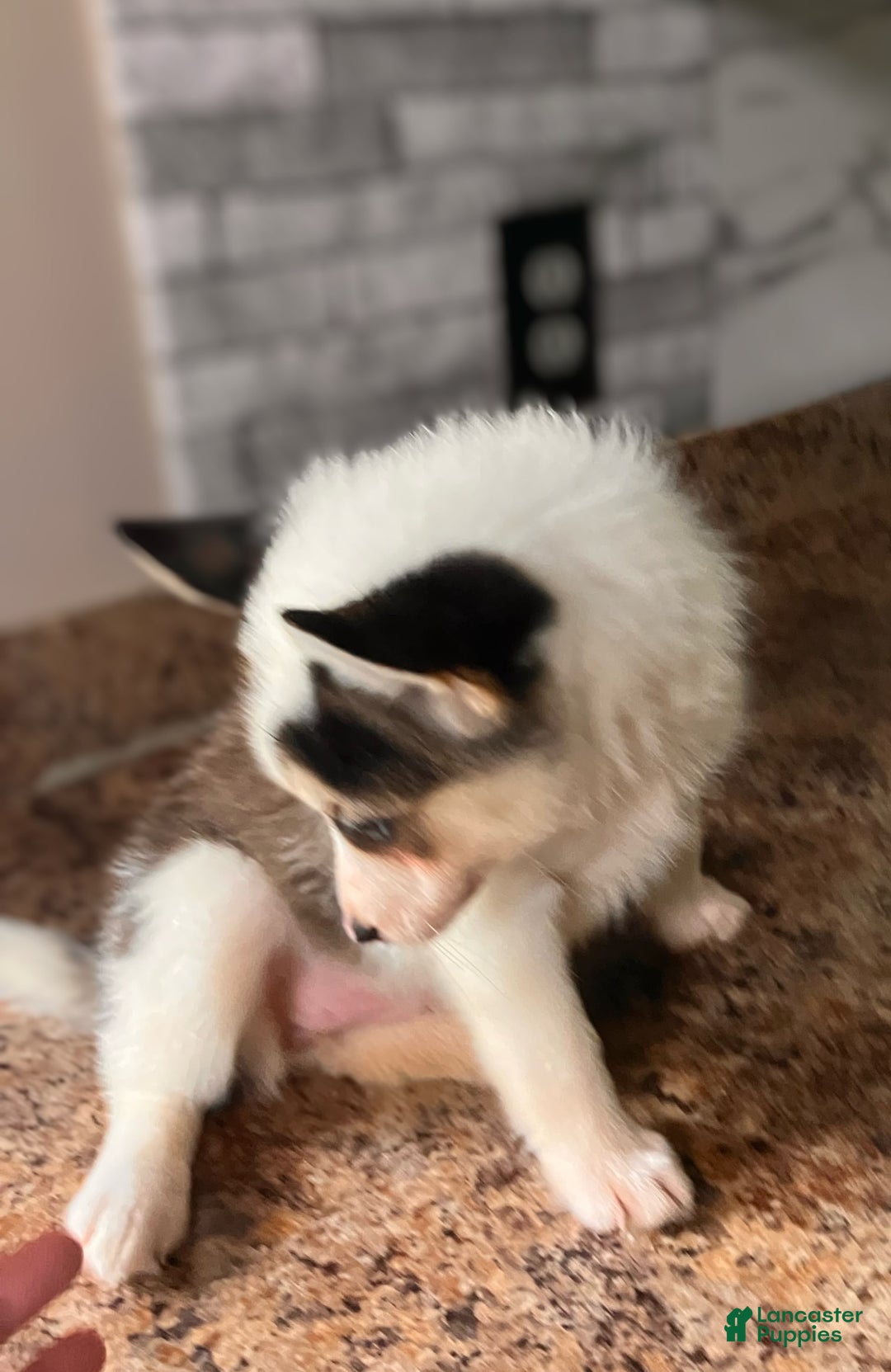 Pomsky dogs for sale: Sweet Rain - Image 8