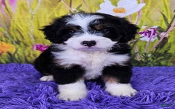 Mini Bernedoodle dogs for sale: Lennon Mini - Image 10