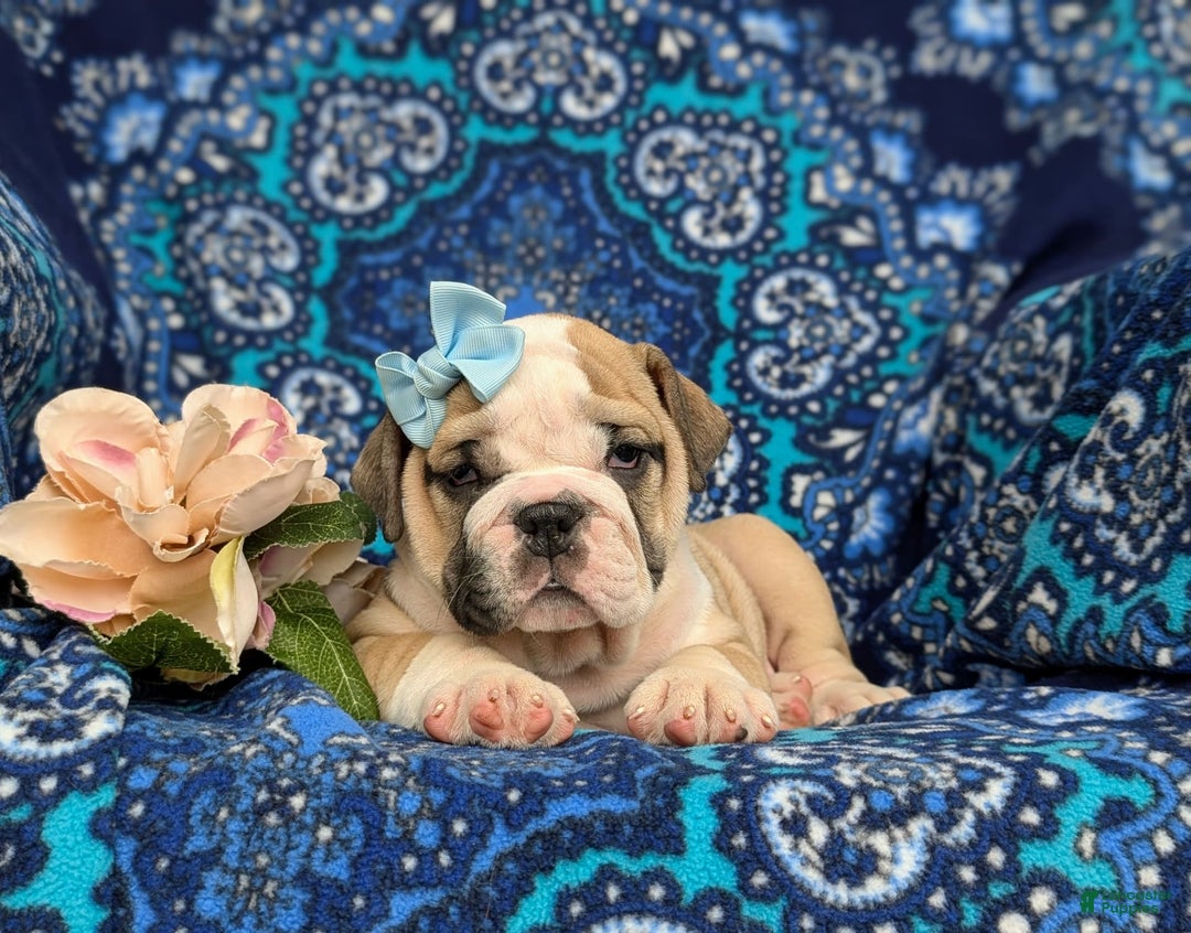 Olde English Bulldogge dogs for sale: Gillian - Image 6