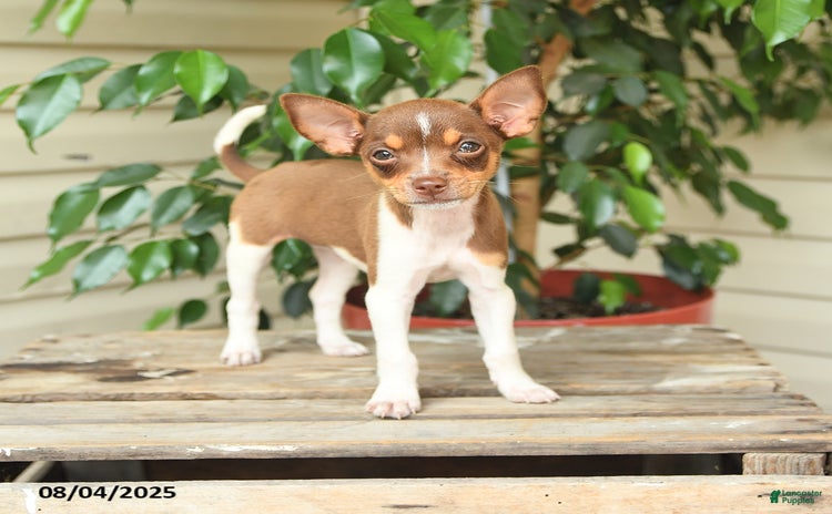 Rat Terrier dogs for sale - Ad 1