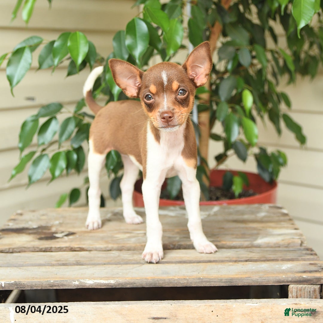 Rat Terrier dogs for sale: Rhonda - Image 1