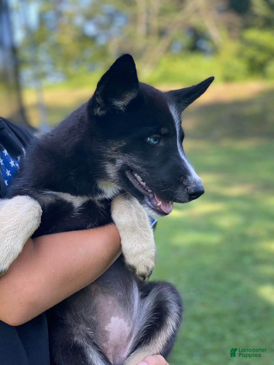 Gerberian Shepsky dogs for sale: Princess - Image 18