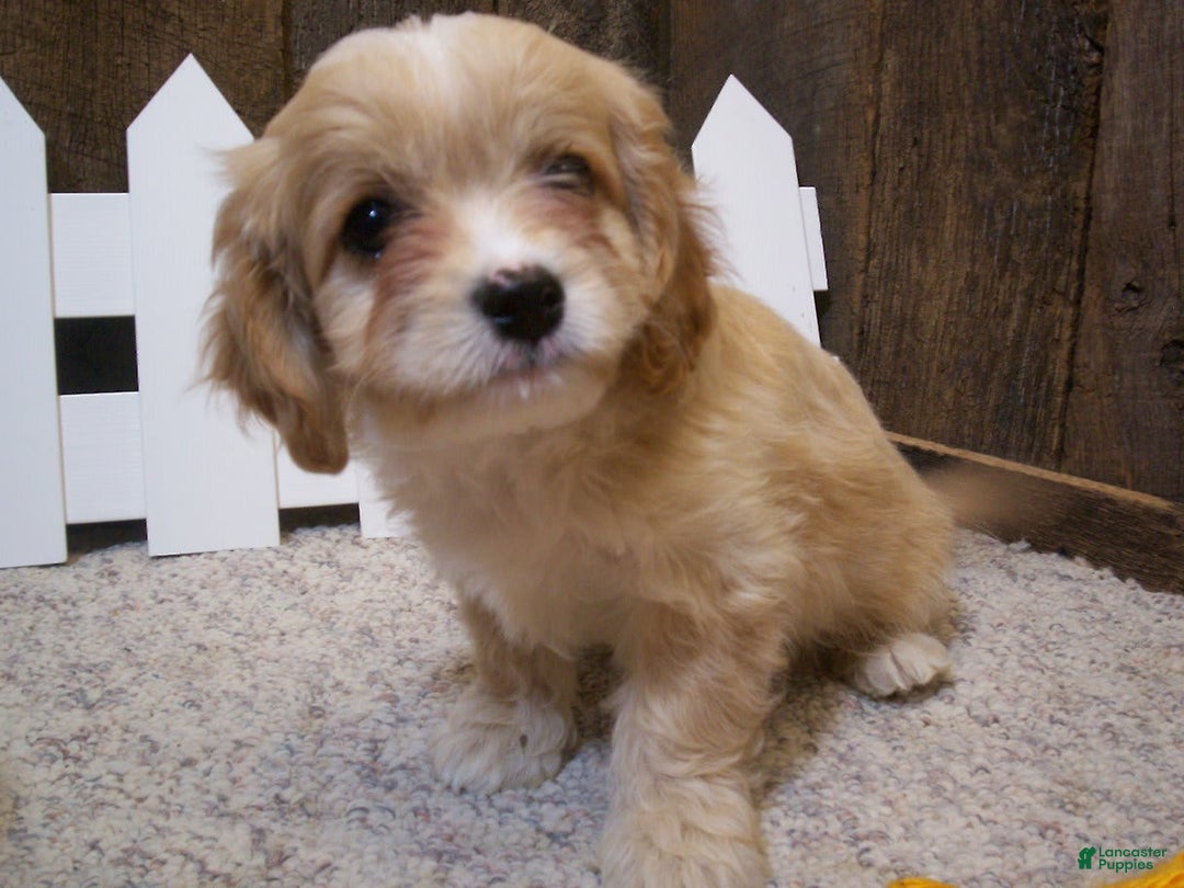 Cavachon dogs for sale: Piper - Image 19