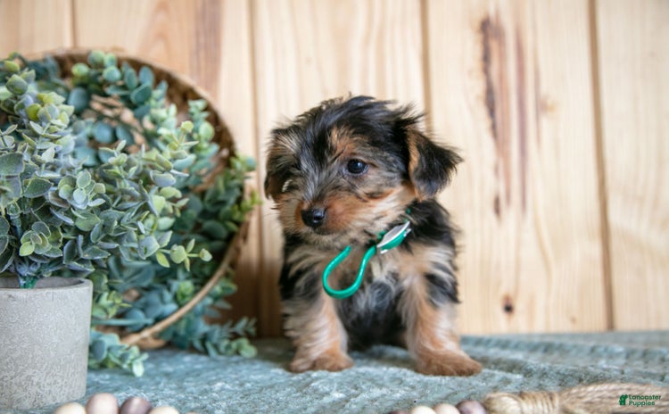 Yorkshire Terrier dogs for sale - Ad 4