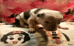 Border Collie dogs for sale: Justi - Image 3