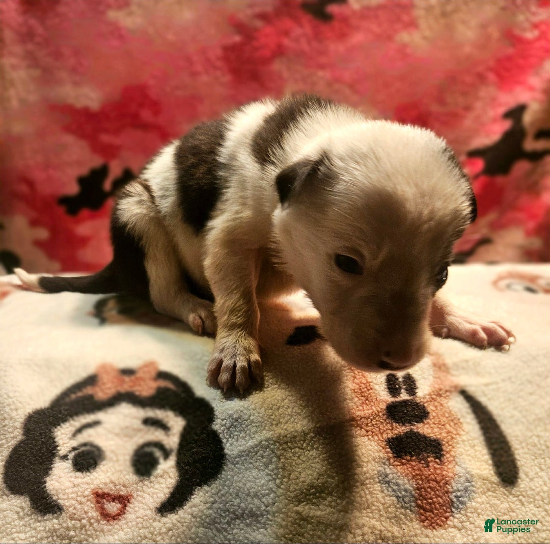 Border Collie dogs for sale: Justi - Image 3