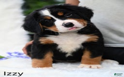 Bernese Mountain Dog dogs for sale: Izzy - Image 1