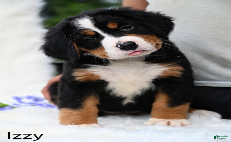 Bernese Mountain Dog dogs for sale - Ad 5