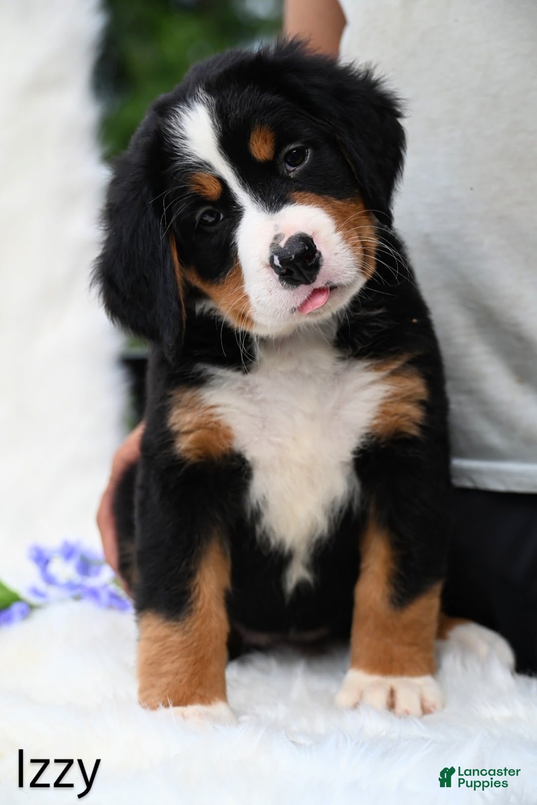 Bernese Mountain Dog dogs for sale: Izzy - Image 1