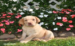 Labrador Retriever dogs for sale: Bruno - Image 1