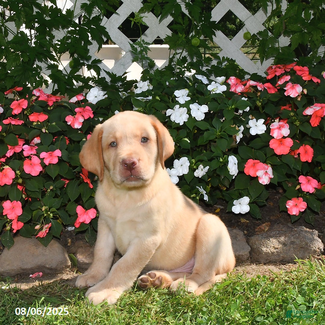 Labrador Retriever dogs for sale: Bruno - Image 1