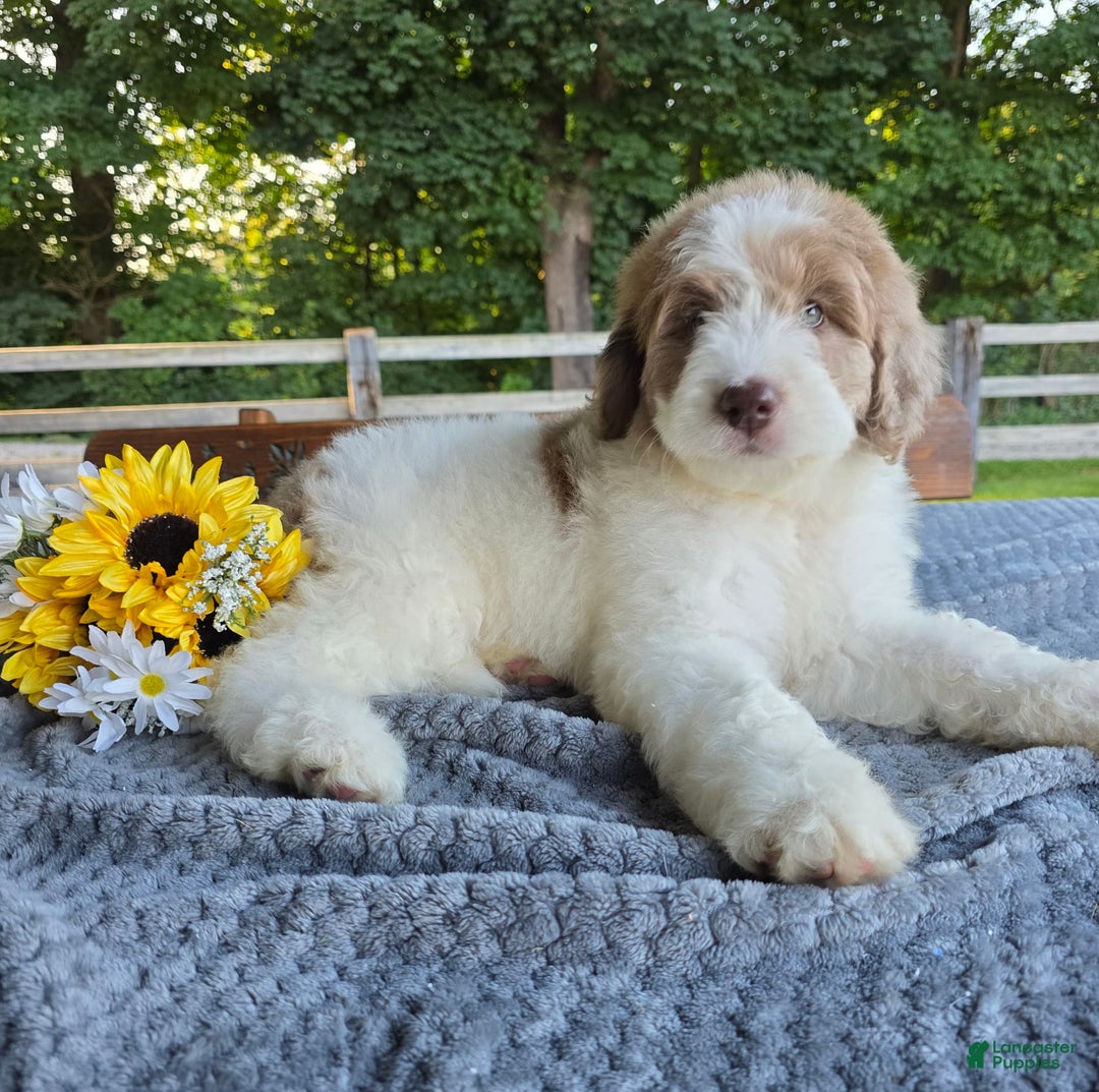 Newfypoo dogs for sale: Bailey - Image 1