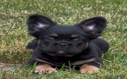 French Bulldog dogs for sale: Dutton - Image 2