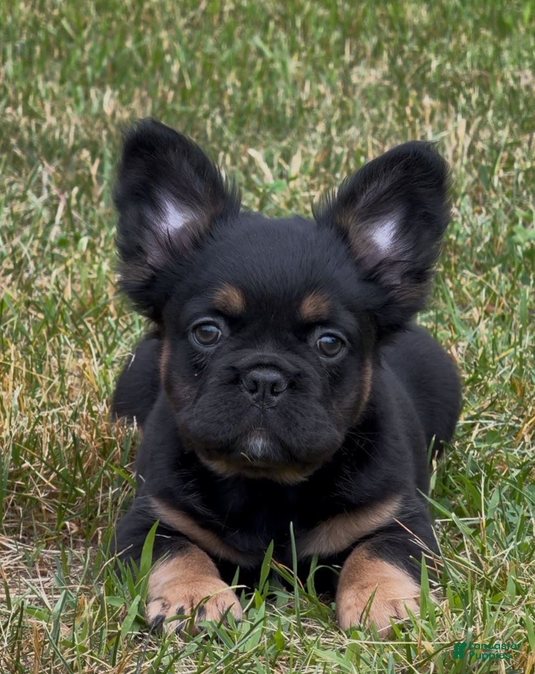 French Bulldog dogs for sale: Dutton - Image 2