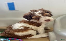 Bernedoodle dogs for sale: June - Image 7