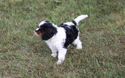 Cavalier King Charles Spaniel dogs for sale: Rex - Image 8