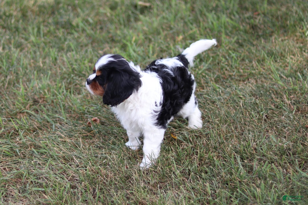 Cavalier King Charles Spaniel dogs for sale: Rex - Image 8